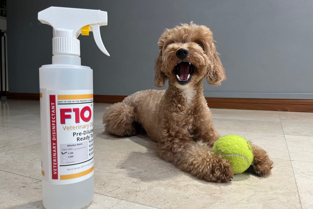 F10 SC Vet Disinfectant is not just for Vets!