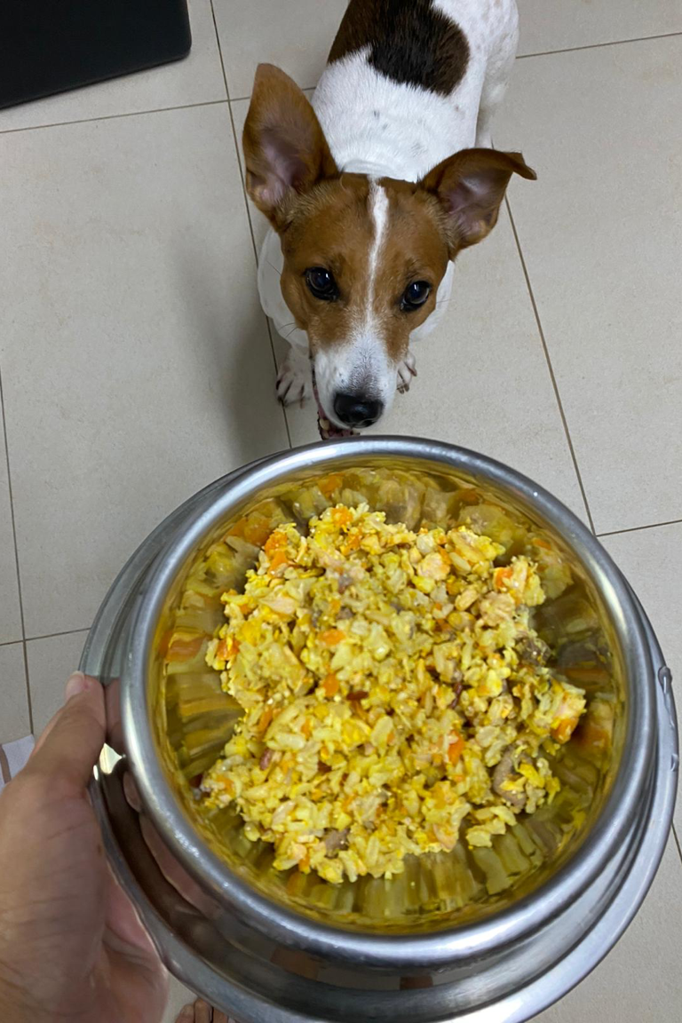 Why your dog should eat salmon meal. Jacob brown black white tricolor jack rusell terrier with healthy balanced human grade all natural salmon meal for dogs at Paw Favor dog daycare dog boarding dog sitting in Singapore Gardens at Bishan Sin Ming Walk