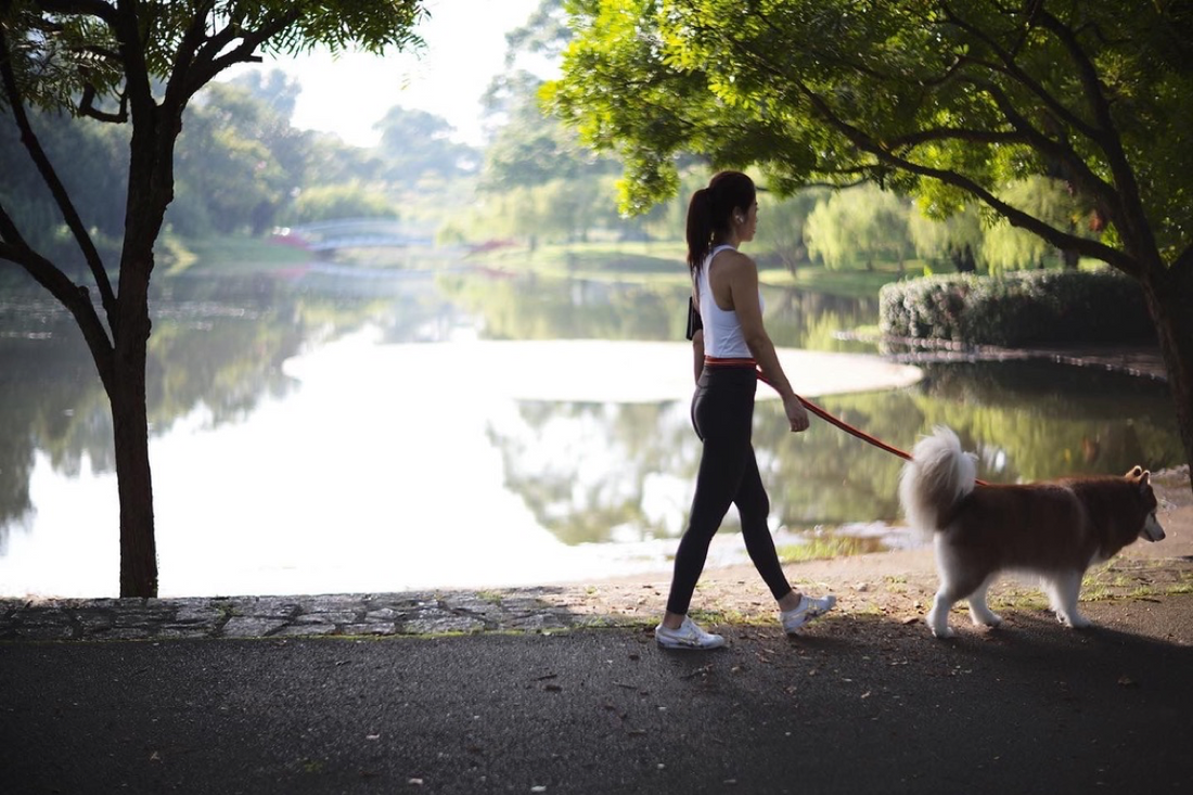 Unleash your dog's leash potential