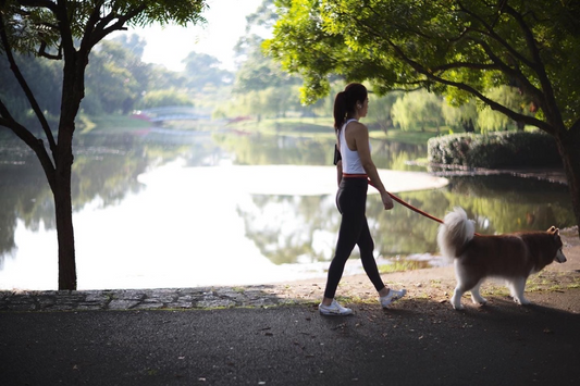 Unleash your dog's leash potential