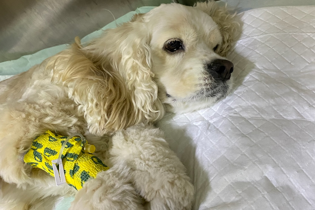 Improving vets, pet hospitals and vet practices with regulation, enforcement and a community driven solution in Singapore and rest of the world