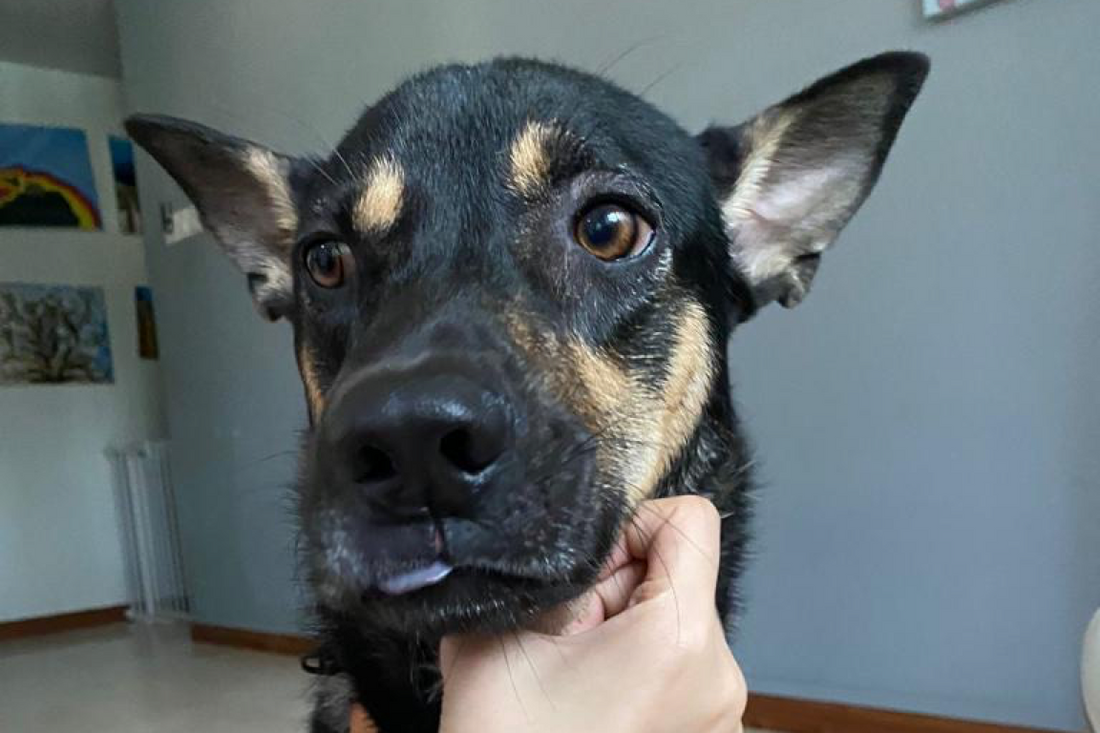 Why pawrents use Dog DNA Test kits, how it is done, how it works, accuracy and considerations.  Find Dog DNA test kits with good reviews.