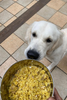 How much should you feed your doggo?