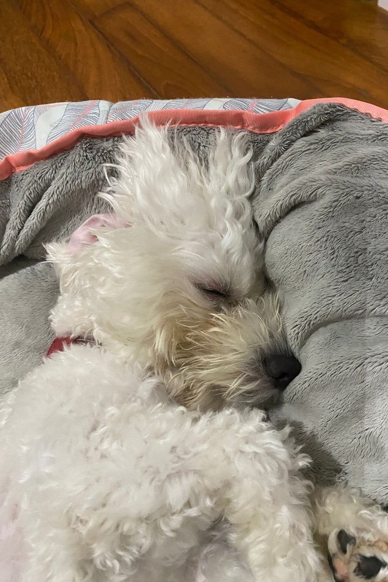 Paw Favor Dog Care Services