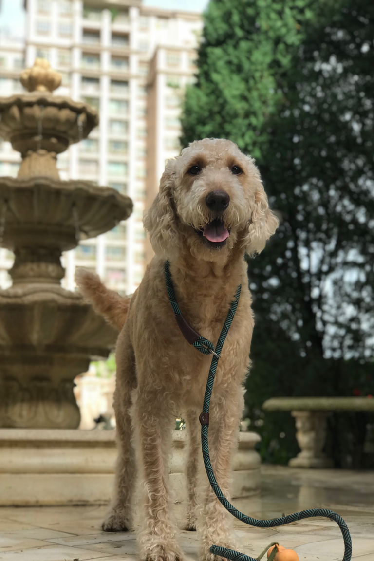 Paw Favor Dog Care Services
