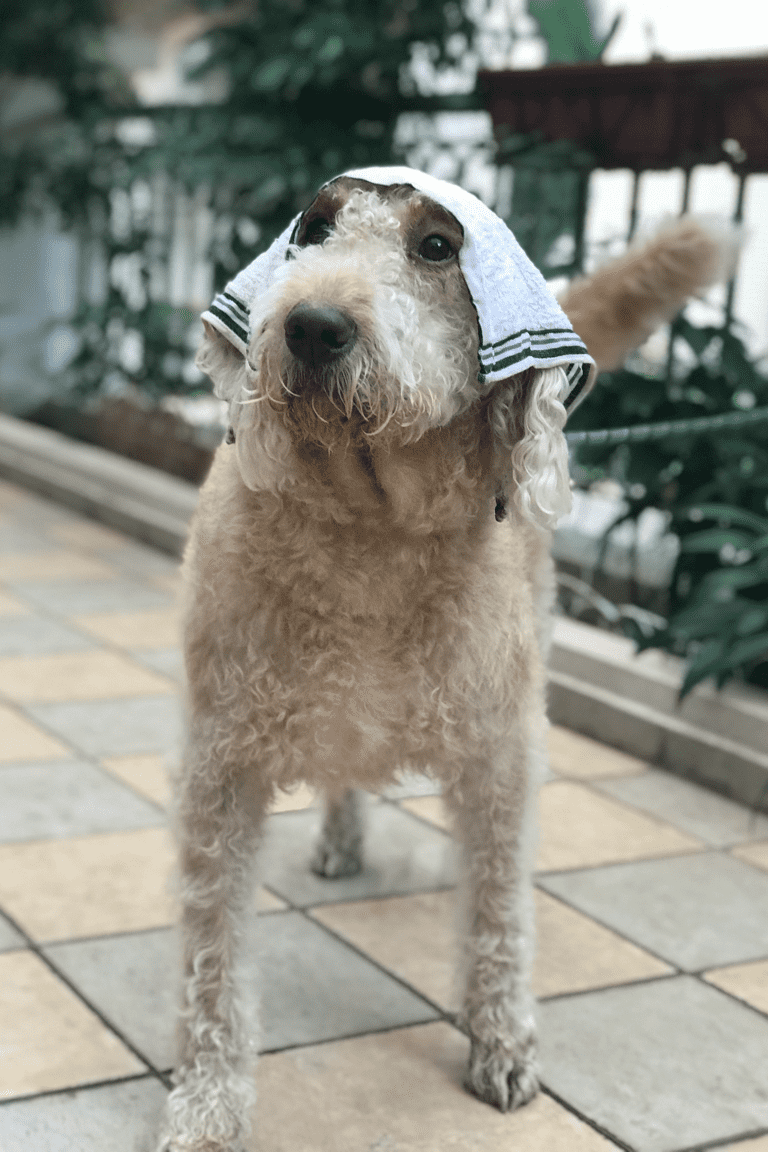 Paw Favor Dog Care Services