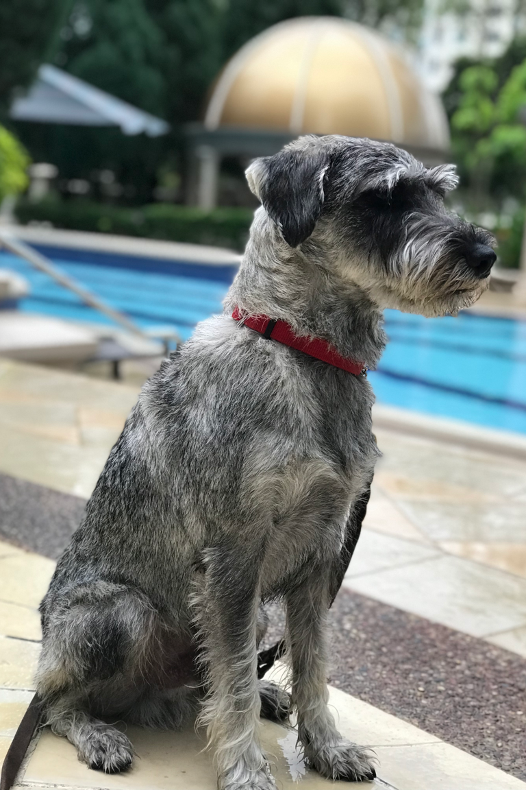 Paw Favor Dog Care Services