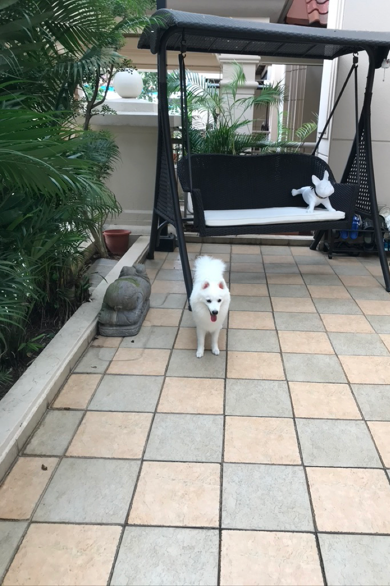 Paw Favor Boarding (Small Dogs <10kg) Paw Favor Paw Favor Services Dog Daycare & Boarding Service.