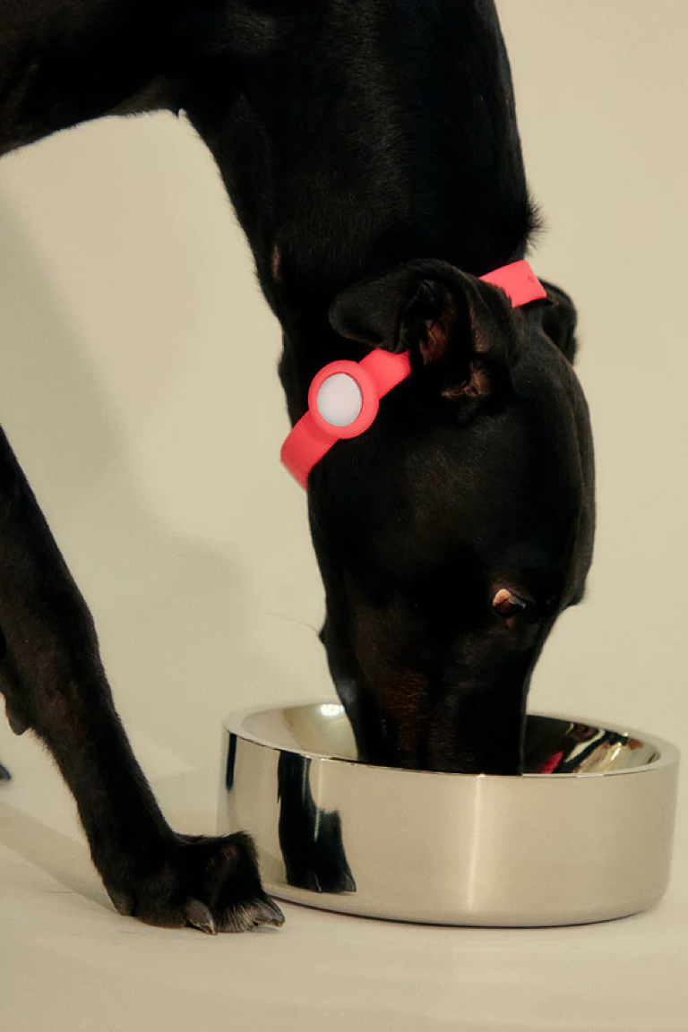Frank Green Stainless Steel Pet Bowls