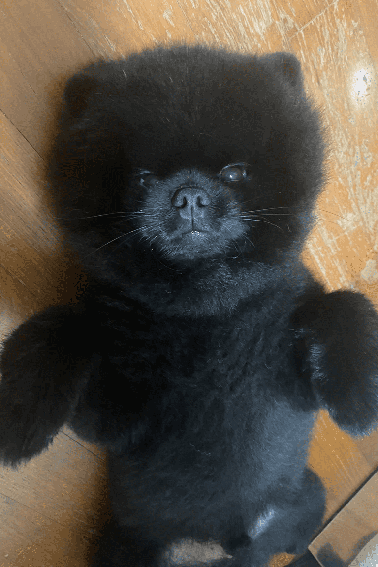 Paw Favor Dog Care Services