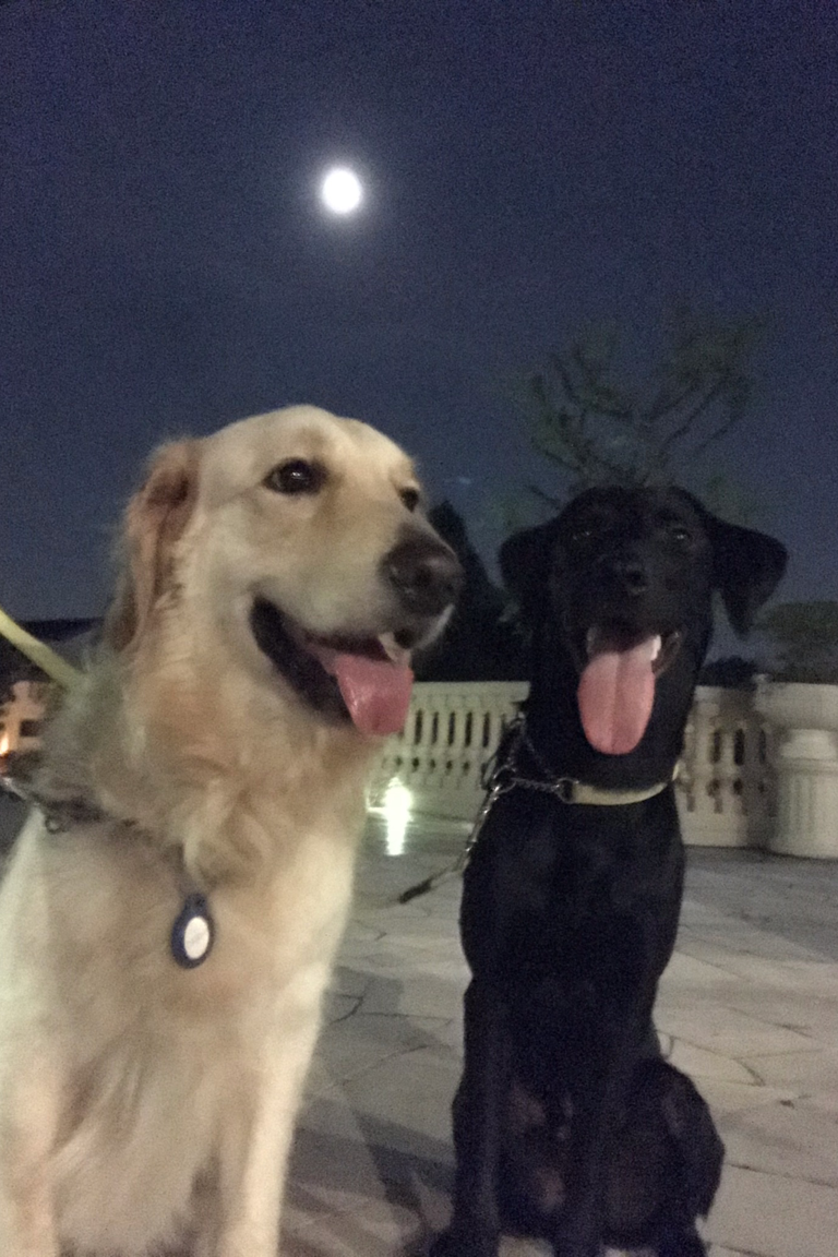 Paw Favor Dog Care Services