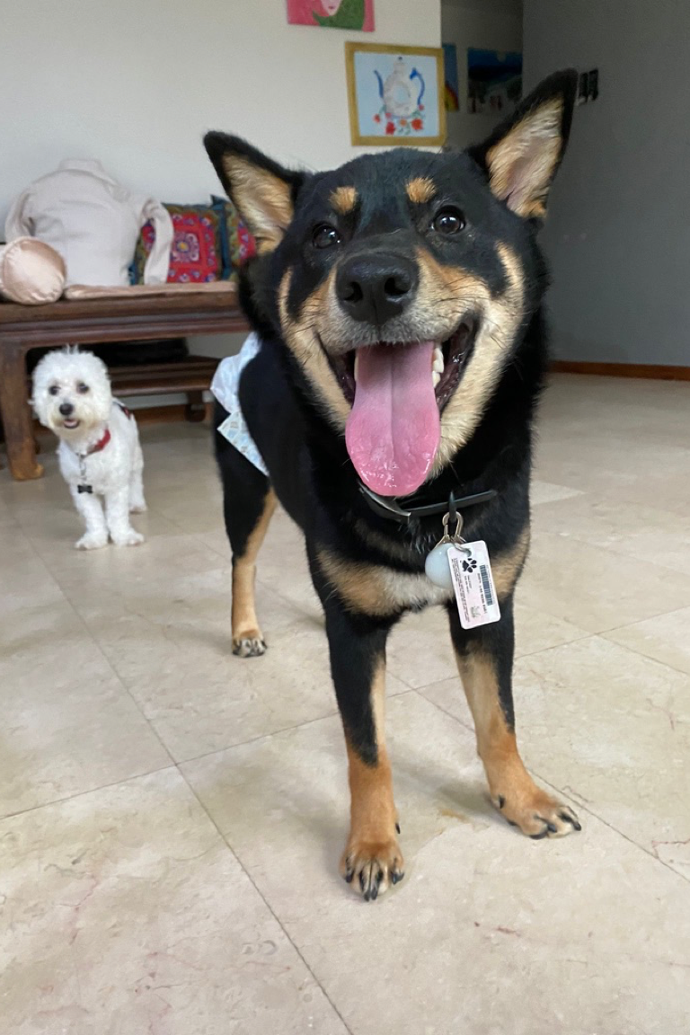 Paw Favor Dog Care Services