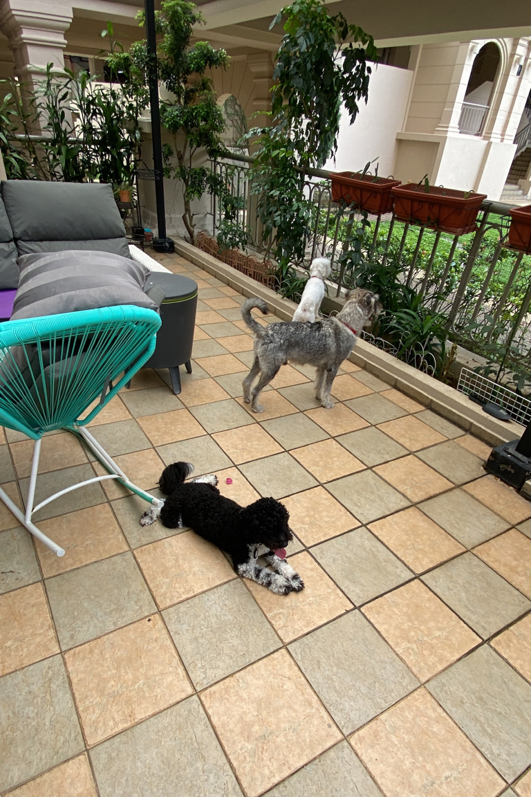 Paw Favor Boarding (Small Dogs <10kg) Paw Favor Paw Favor Services Dog Daycare & Boarding Service.