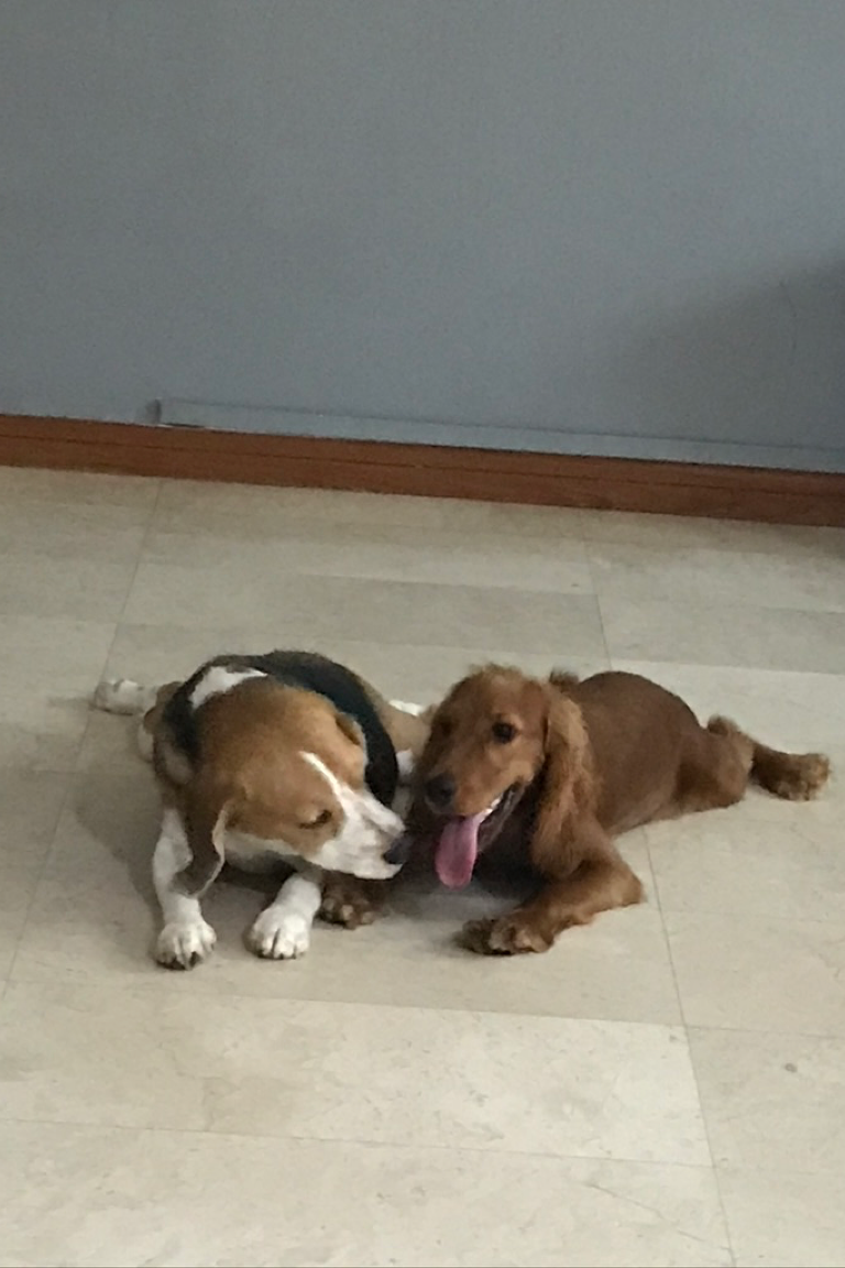 Paw Favor Boarding (Small Dogs <10kg) Paw Favor Paw Favor Services Dog Daycare & Boarding Service.