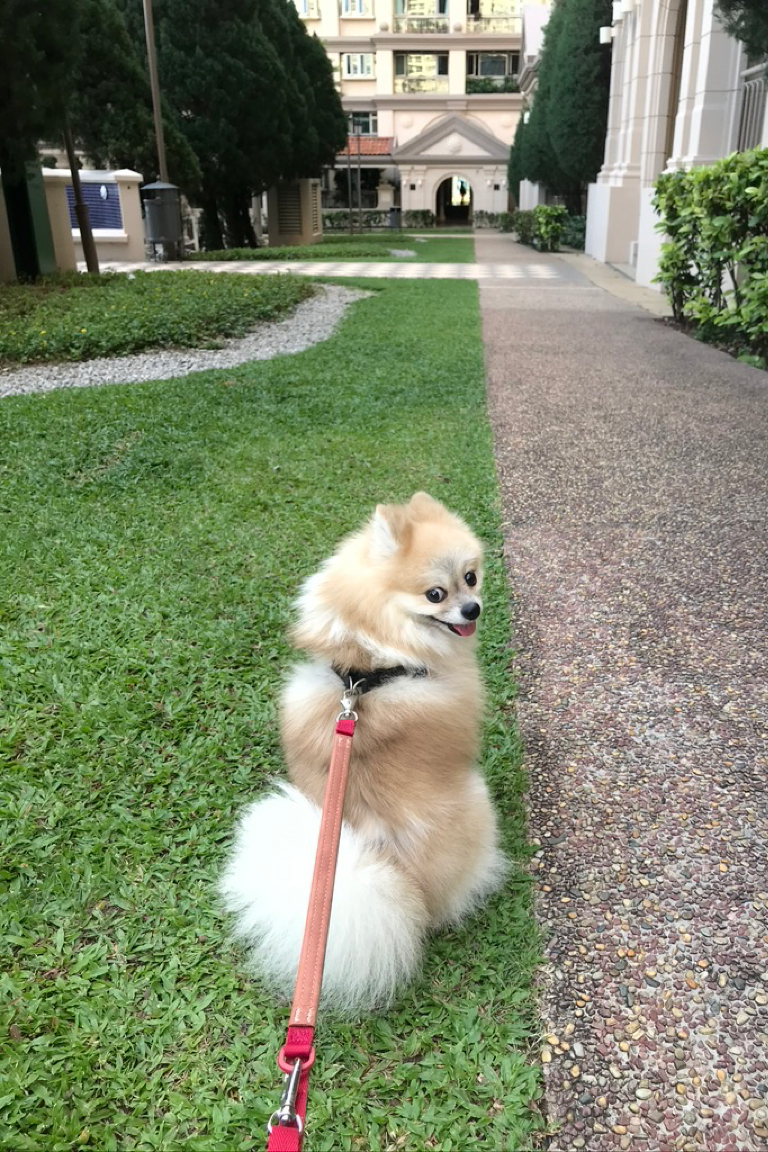 Paw Favor Boarding (Small Dogs <10kg) Paw Favor Paw Favor Services Dog Daycare & Boarding Service.