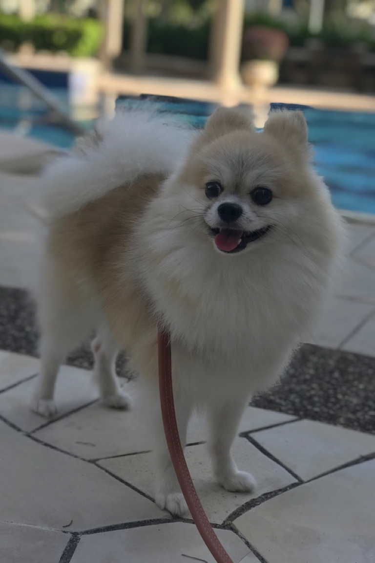 Paw Favor Boarding (Small Dogs <10kg) Paw Favor Paw Favor Services Dog Daycare & Boarding Service.