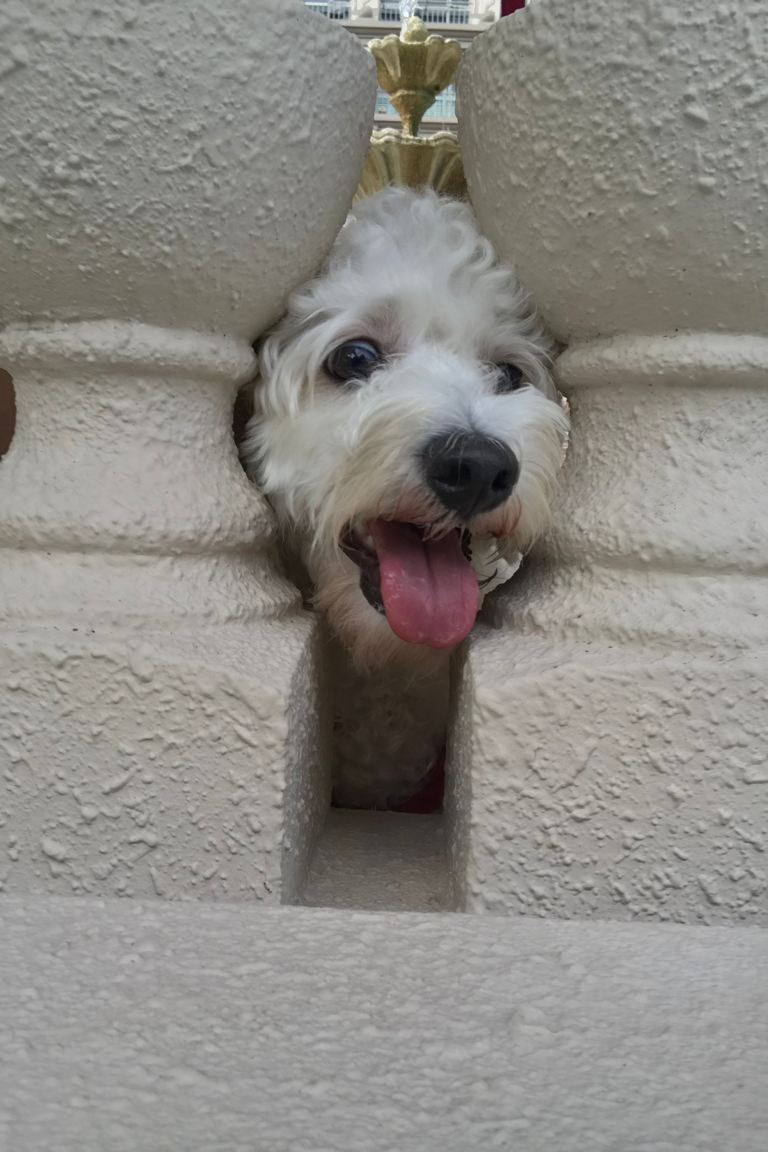 Paw Favor Boarding (Small Dogs <10kg) Paw Favor Paw Favor Services Dog Daycare & Boarding Service.