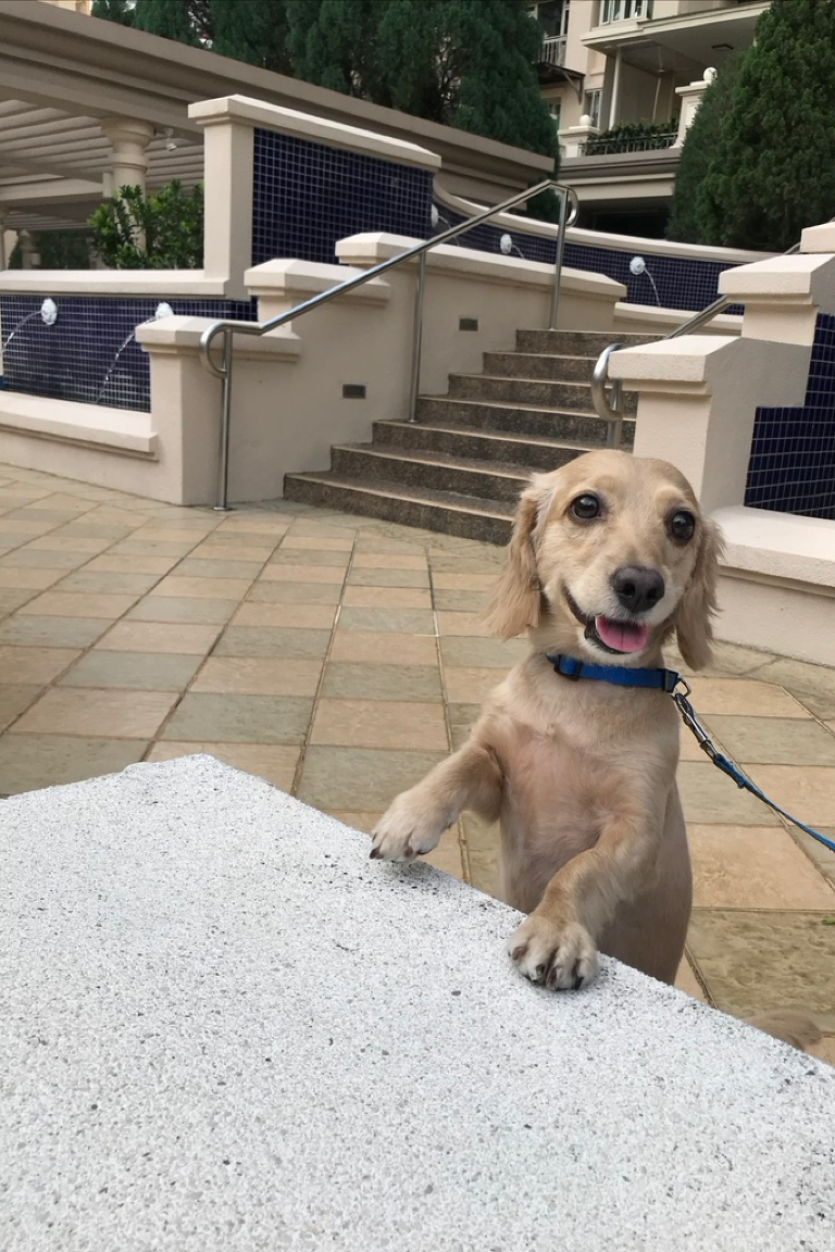 Paw Favor Boarding (Small Dogs <10kg) Paw Favor Paw Favor Services Dog Daycare & Boarding Service.