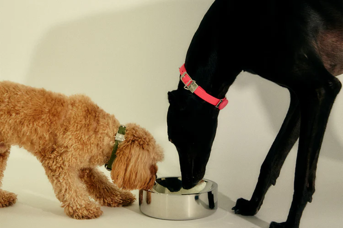 Frank Green Stainless Steel Pet Bowls