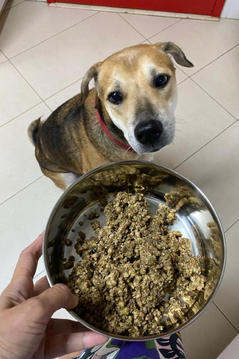Brown Black Lucky Singapore Special Mongrel with healthy balanced human grade all natural pork meal for dogs at Paw Favor dog daycare dog boarding dog sitting in Singapore Gardens at Bishan Sin Ming Walk