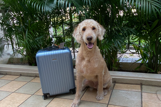 Alfie labradoodle with Rimowa luggage at Paw Favor dog boarding and daycare Singapore Bishan Sin Ming 