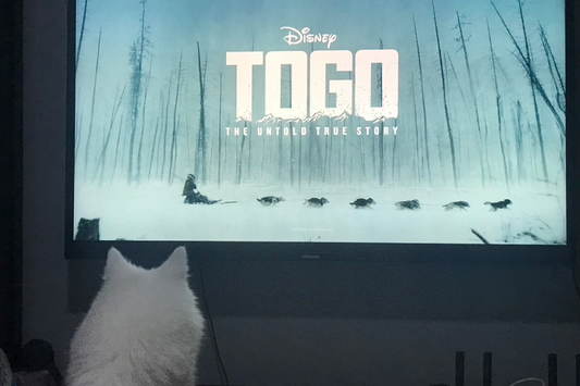 Togo Disney Plus Movie about true story of Siberian Husky who helped musher Leonhard Seppala in the serum run to Nome
