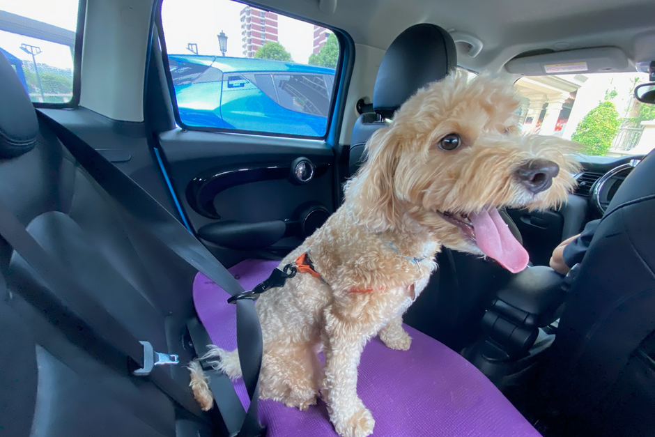 cookie with Truelove Car Seat Attachment Buckle sold at Paw Favor Online Store and Gift Shop at Gardens at Bishan Sin Ming Walk Singapore