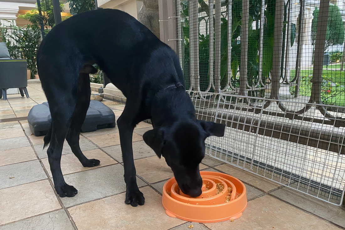 Didi eating Paw Favor meals with slow feeder bowl by outward hound available at Paw Favor Online Store. Singapore Bishan Sin Ming Walk dog boarding