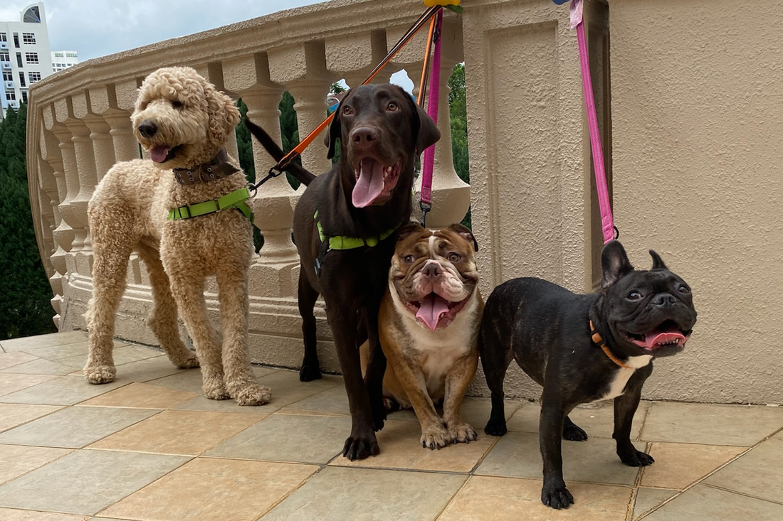Paw Favor dog boarding and daycare at Sin Ming Walk, Bishan, Ang Mo Kio, Upper Thomson, Toa Payoh is very experienced boarding many different dog types