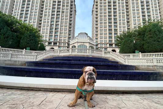 The Gardens at Bishan is a condominium that your dog would love!