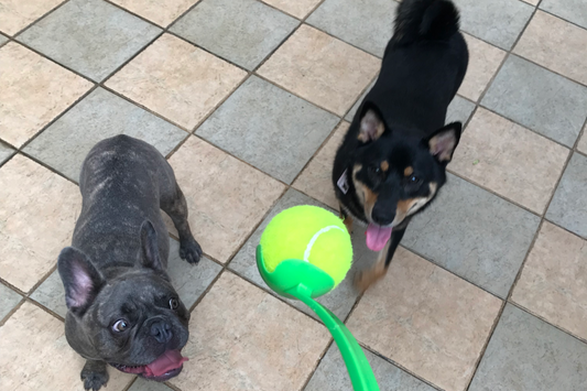 Sherlock ,French Bulldog and Goma, Shiba Inu  playing fetch with the tennis ball thrower, scooper, picker, launcher, toss. Available at Paw Favor Online Store. 