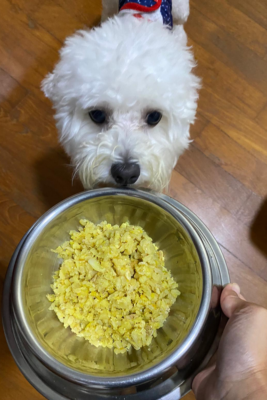 Why your dog should eat chicken meal. Hash white Maltese with healthy balanced human grade all natural chicken meal for dogs at Paw Favor dog daycare dog boarding dog sitting in Singapore Gardens at Bishan Sin Ming Walk