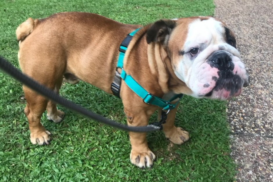 Let's get your doggo into the right harness