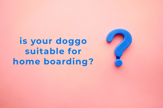 Is your dog suitable for home boarding? Paw Favor Singapore Sin Ming Bishan Dog Boarding Daycare