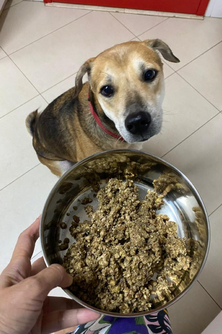 Why your dog should eat pork meal. Lucky brown black Singapore special breed with healthy balanced human grade all natural pork meal for dogs at Paw Favor dog daycare dog boarding dog sitting in Singapore Gardens at Bishan Sin Ming Walk