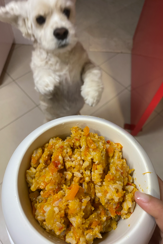 Why your dog should eat fish meal.  Muffin american cocker spaniel with healthy balanced human grade all natural fish meal for dogs at Paw Favor dog daycare dog boarding dog sitting in Singapore Gardens at Bishan Sin Ming Walk