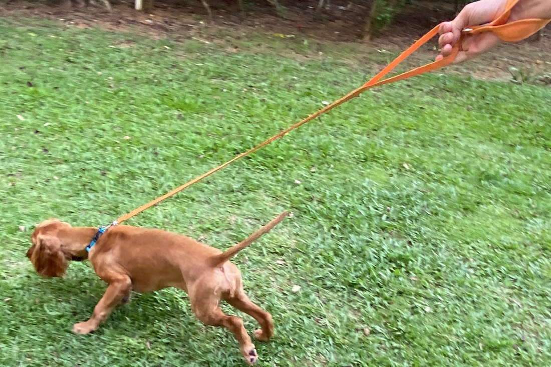 Ruby with Truelove Multi Loop Multi Handle Dog Leash Prevents Rope Burn and allows you to walk your dog with control and comfort. Recommended by Paw Favor at Gardens at Bishan Singapore Sin Ming Walk Dogboarding and Dogdaycare, Dog Gift Referral Service. 