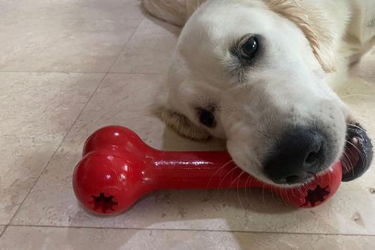 Salty white golden retriever chewing Kong dog bone fetch durable toy recommended and available at Paw Favor Online Store in Singapore Bishan Sin Ming Dog boarding daycare.