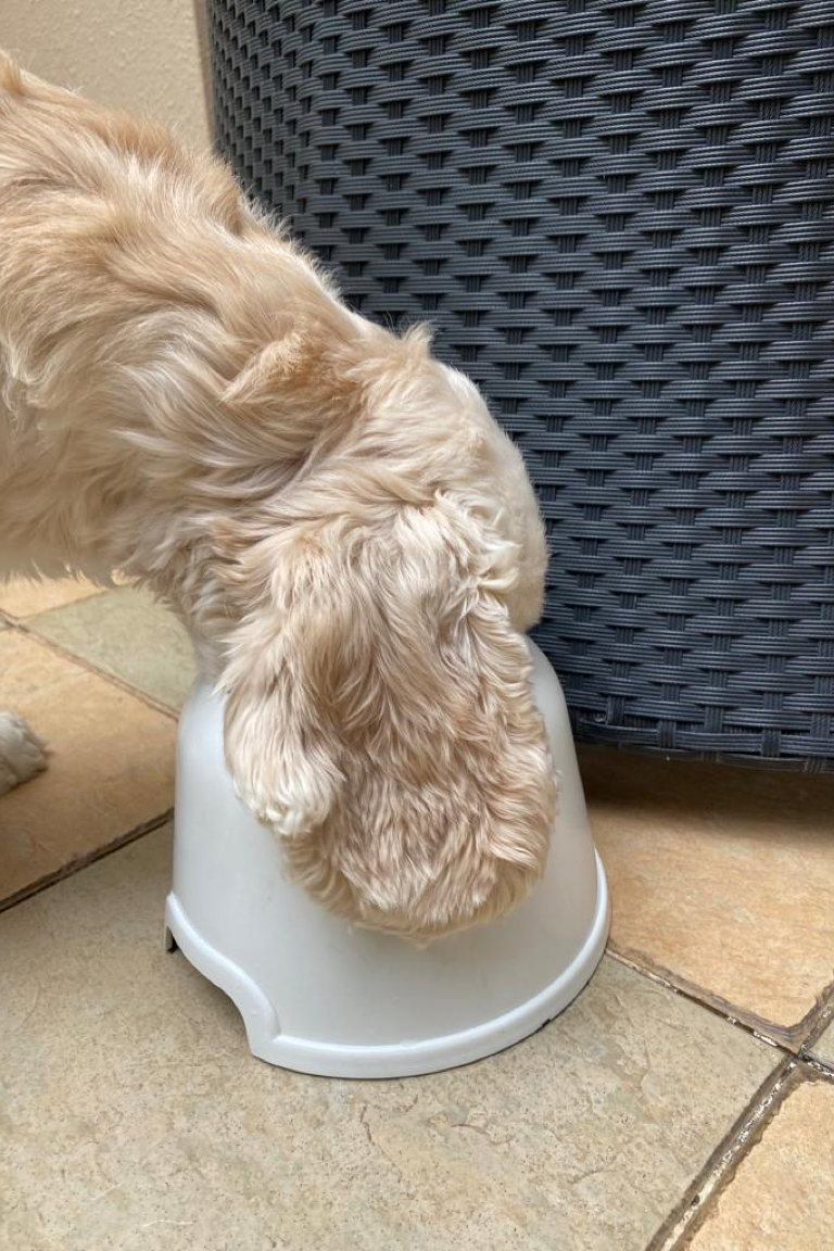 Dog meal and water bowl recommended for long eared breeds like Bassett Hound, Bloodhound, Afghan Hound, American Cocker Spaniel, English Cocker Spaniel, Black and Tan Coonhound, English Setter, Gordon Setters, Irish Setters, Working Cocker Spaniels. 