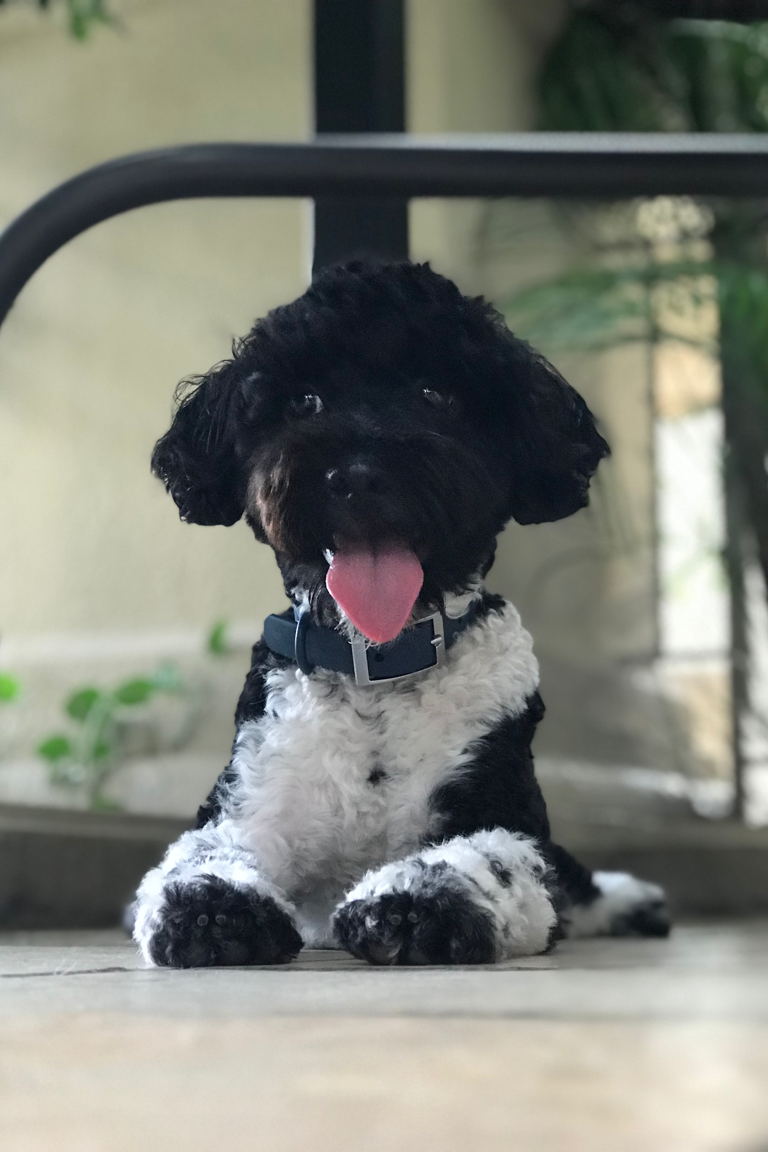 Image Paw Favor — Home-Based Dog Daycare in Bishan