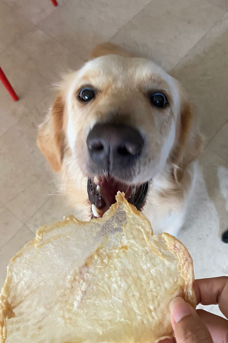 Charlie Golden Retriever with Paw Favor Dehydrated Chicken Skin Snacks Healthy, Human Grade, Nutritious,All Natural No Preservatives, No Additives, No Fillers, No Byproducts snacks treats for dogs