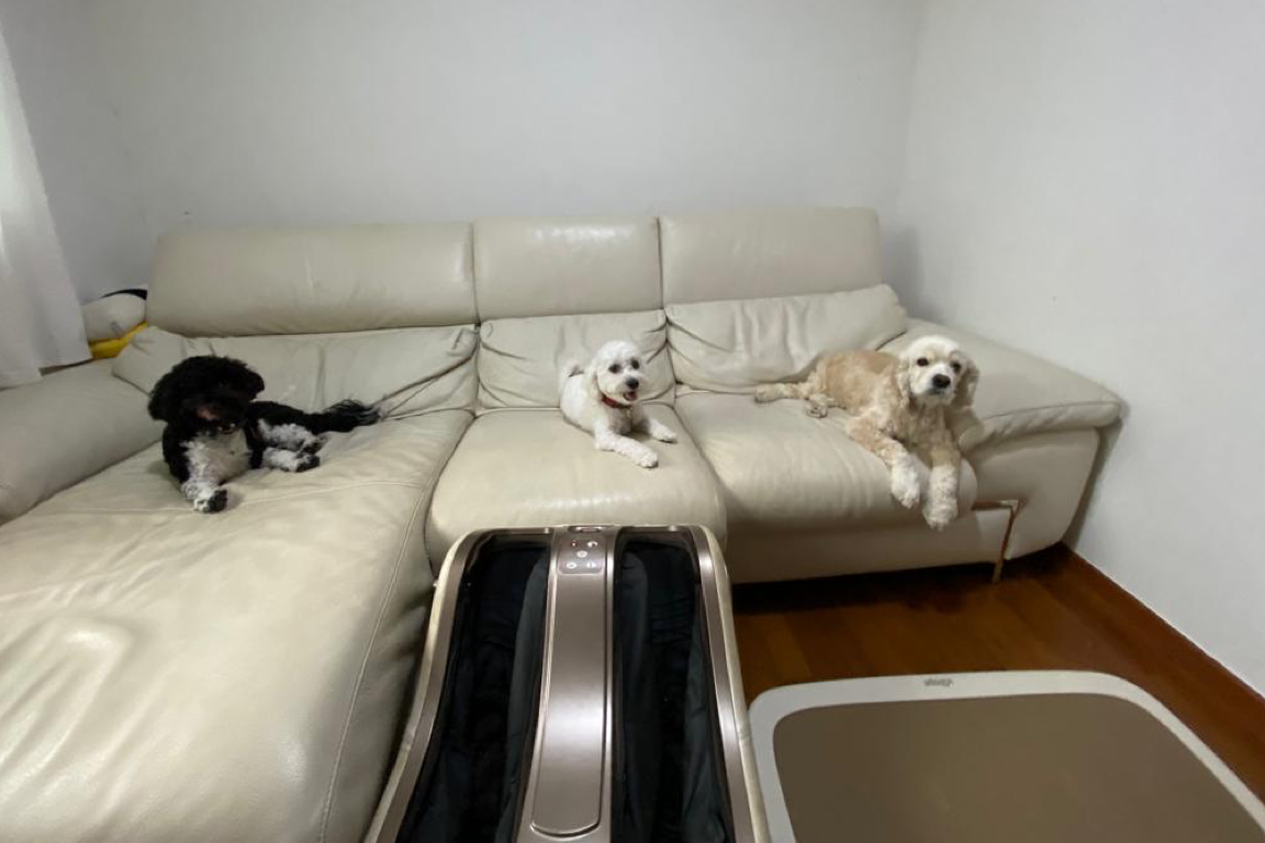 Paw Favor Boarding (Small Dogs <10kg) Paw Favor Paw Favor Services Dog Daycare & Boarding Service.
