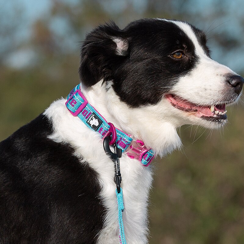 Truelove Soft Neoprene Reflective Dog Collar