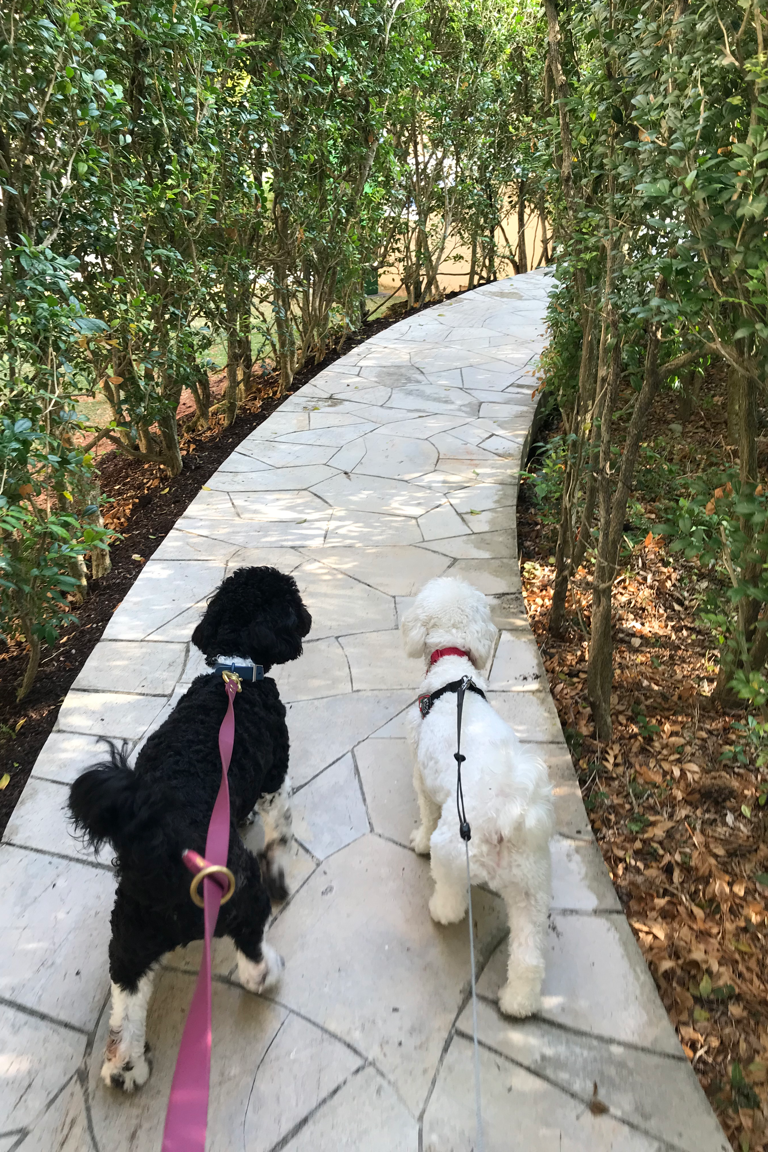 Paw Favor Boarding (Small Dogs <10kg) Paw Favor Paw Favor Services Dog Daycare & Boarding Service.