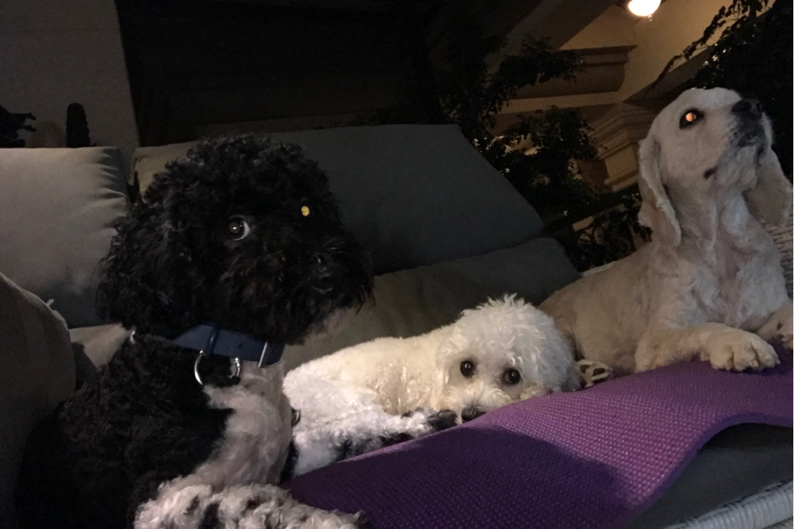 Paw Favor Boarding (Small Dogs <10kg) Paw Favor Paw Favor Services Dog Daycare & Boarding Service.