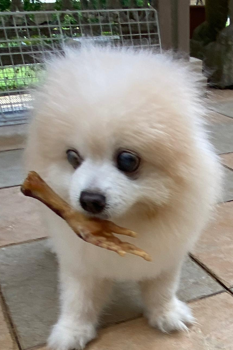 Otis cream color pomeranian with dehydrated chicken feet healthy snack for dogs in mouth at Paw Favor dog daycare dog boarding dog sitting in Singapore Gardens at Bishan Sin Ming Walk