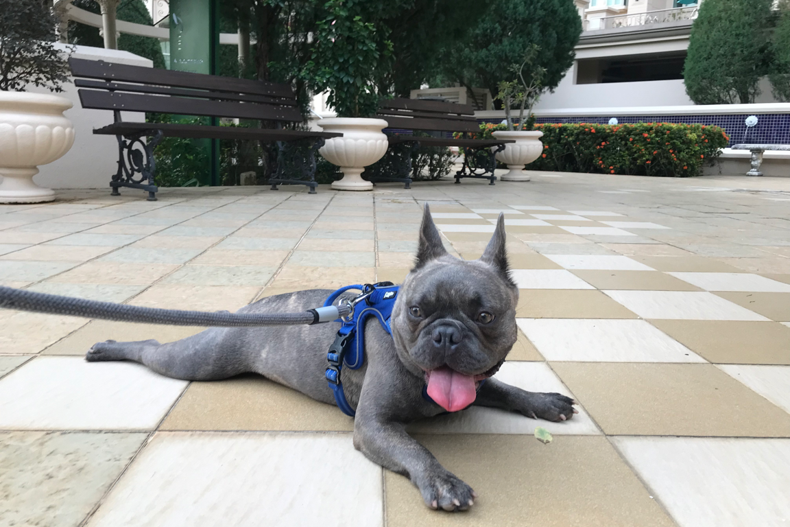 Paw Favor Boarding (Small Dogs <10kg) Paw Favor Paw Favor Services Dog Daycare & Boarding Service.