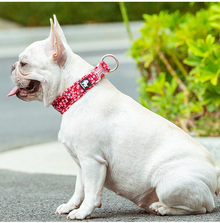 Truelove Floral Dog Collar